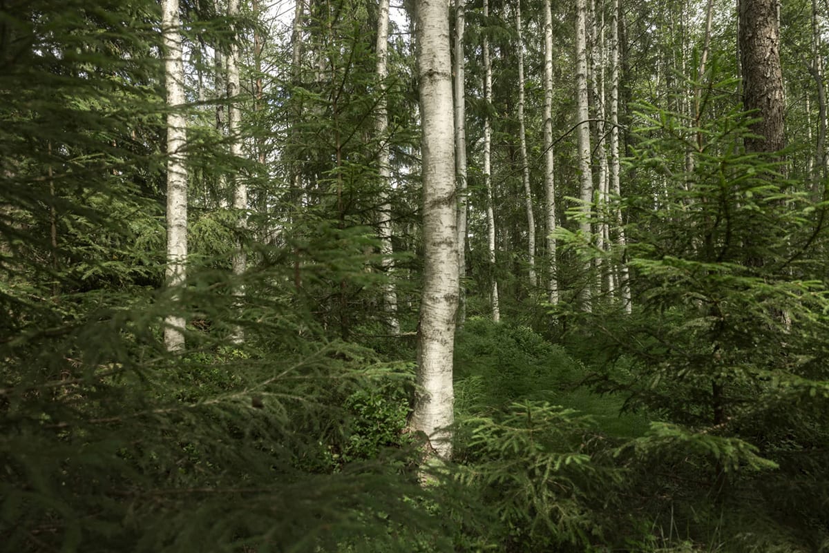 Artek and the forest 1