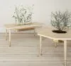 Nordan table Masur birch top octagonal brass legs Bernadotte Kylberg Garsnas design