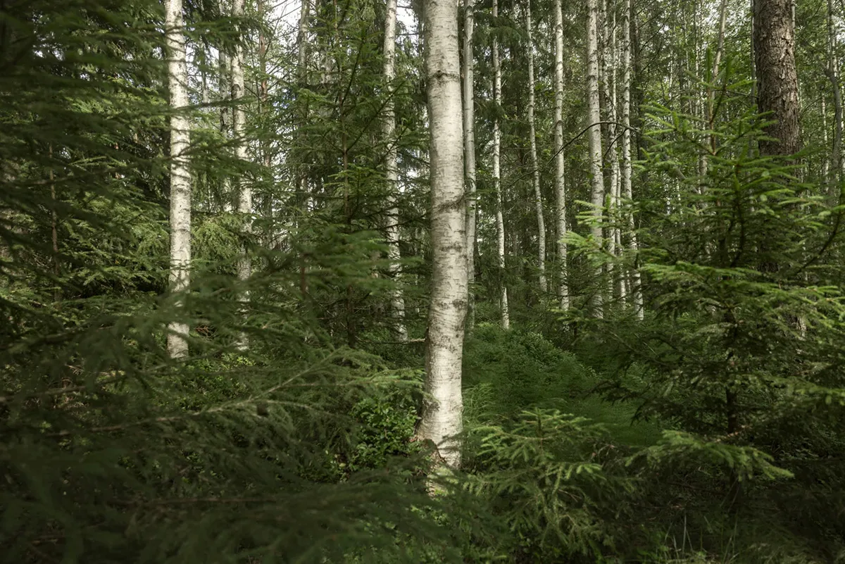 Artek and the forest 1