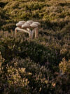 Playful Utzon Stool by architect Jørn Utzon featuring expressive organic design for Fritz Hansen