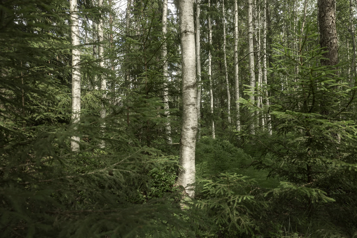 Artek and the forest 1