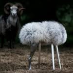 Jenny Ekdahl Lamb | Scandinavian Design